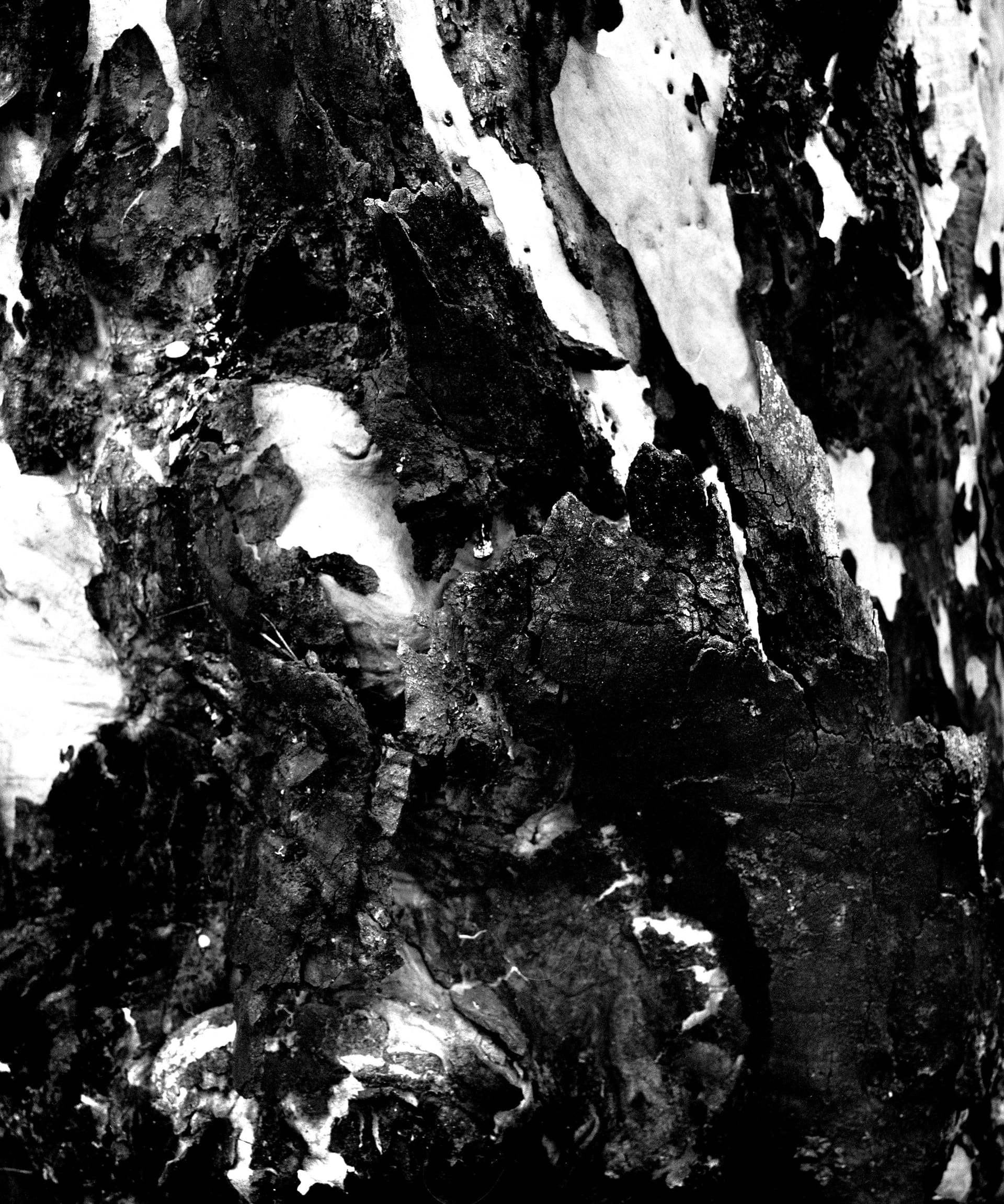 Abstract black and white photograph of bark and texture