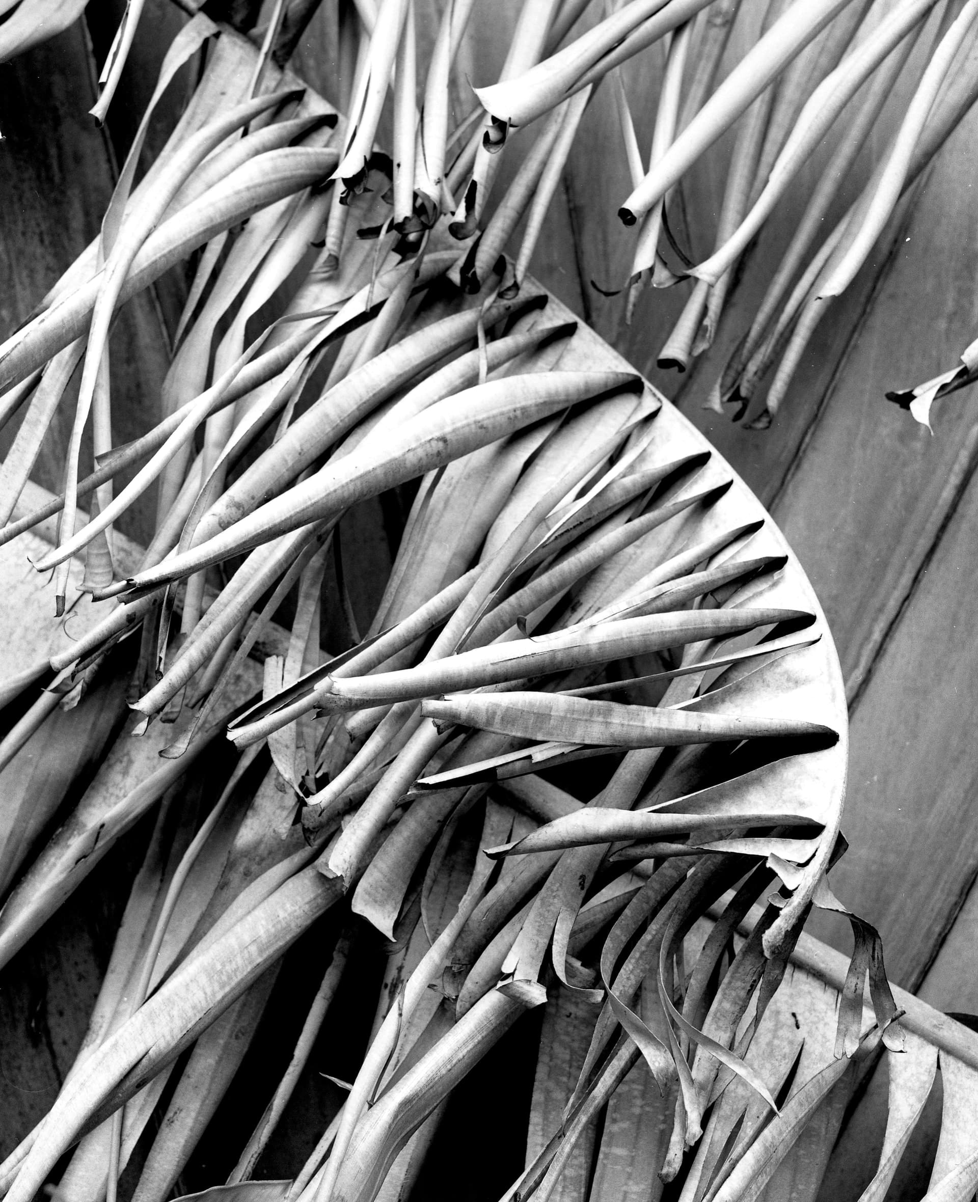 Black and white photograph of dry banana leaves