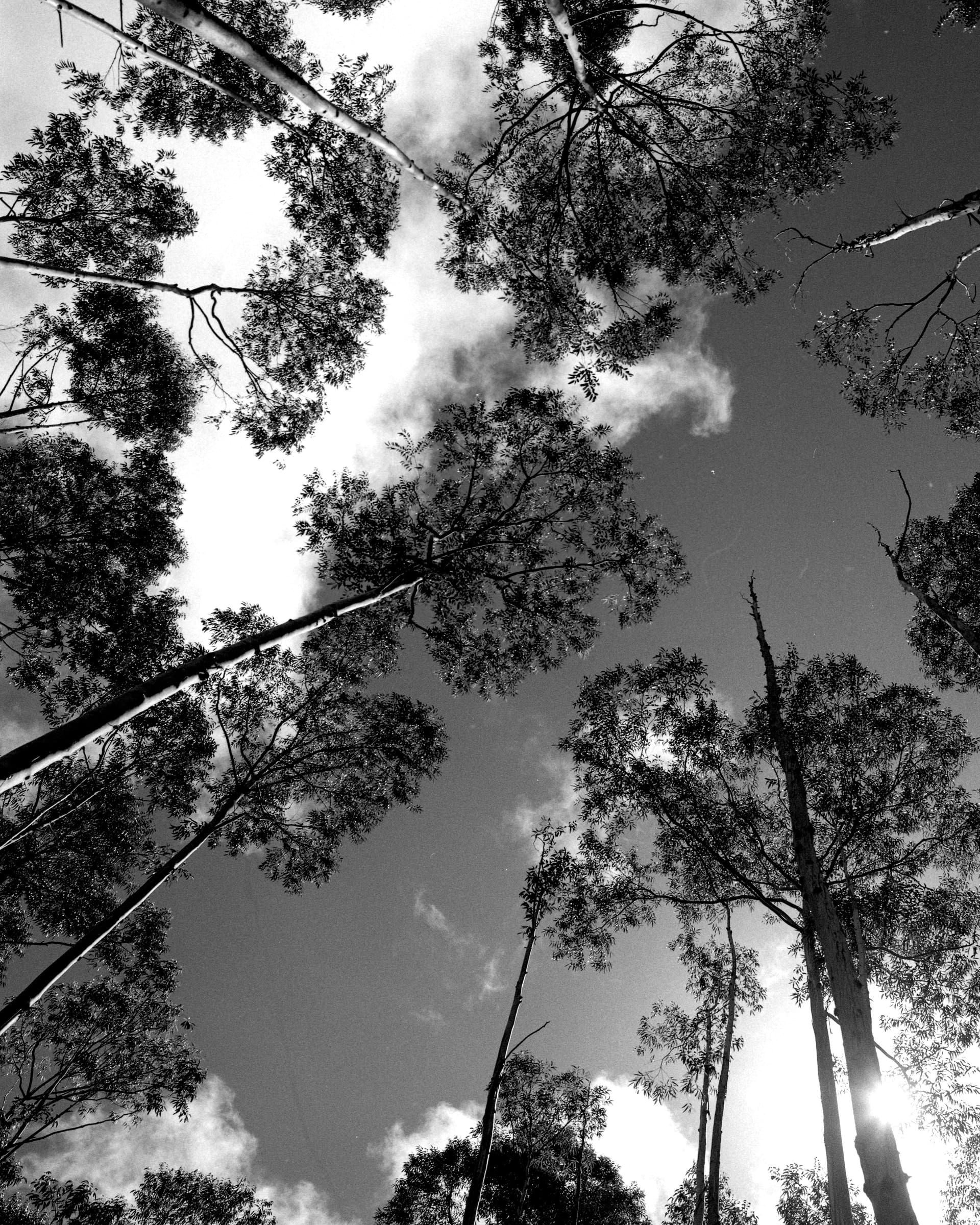 Black and white photograph looking up at eucalyptus trees