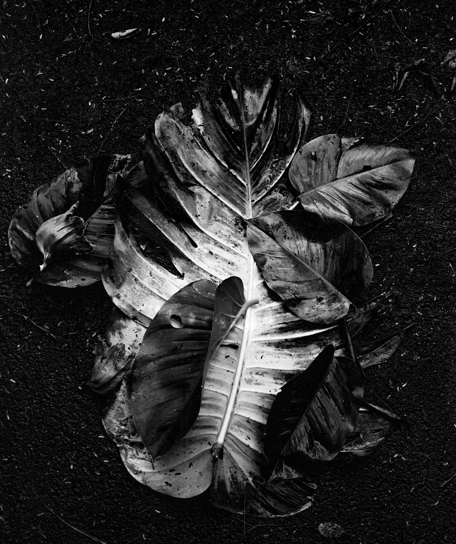 Black and white photograph of fallen tropical leaves on dark ground