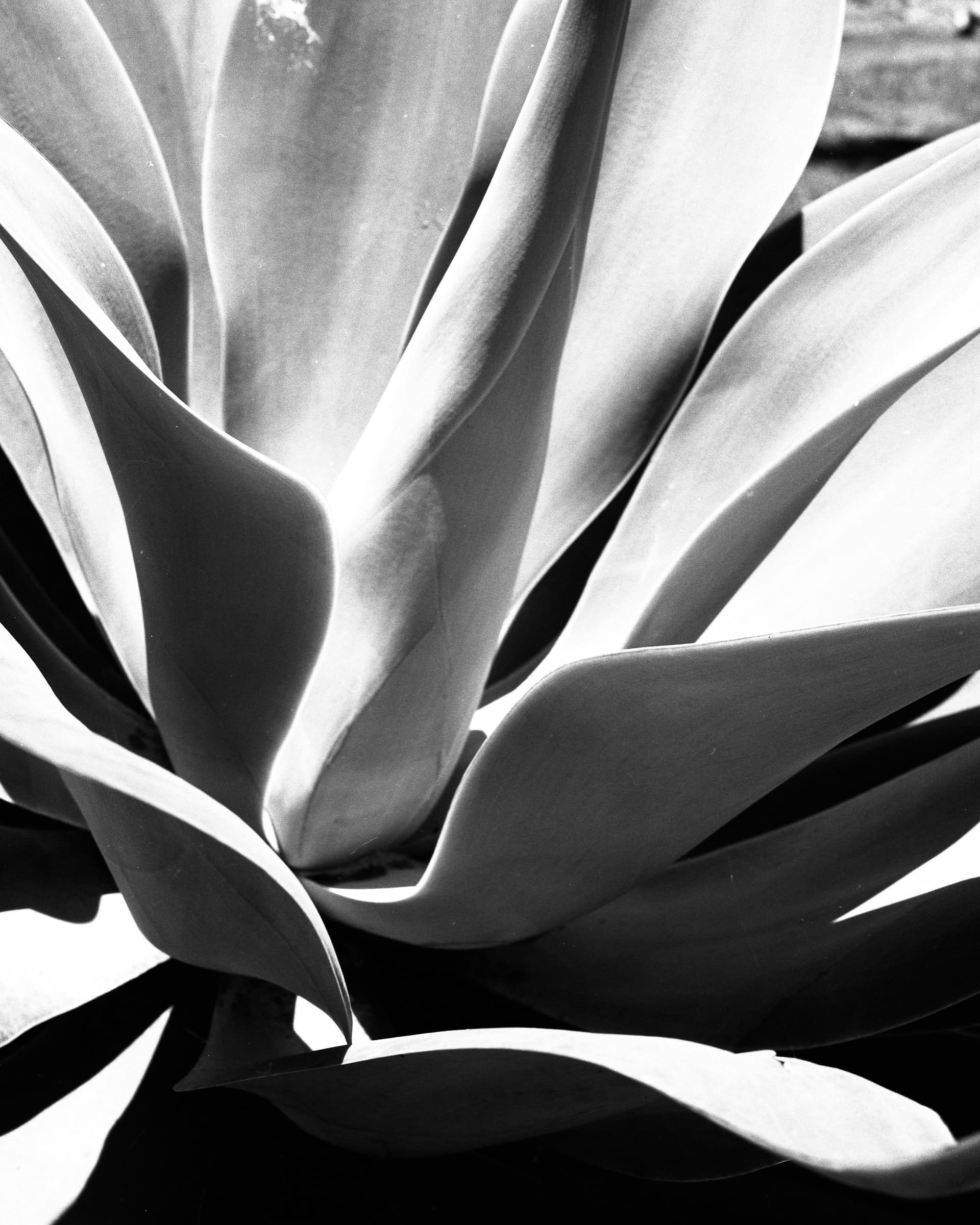 Black and white photograph of a foxtail agave plant