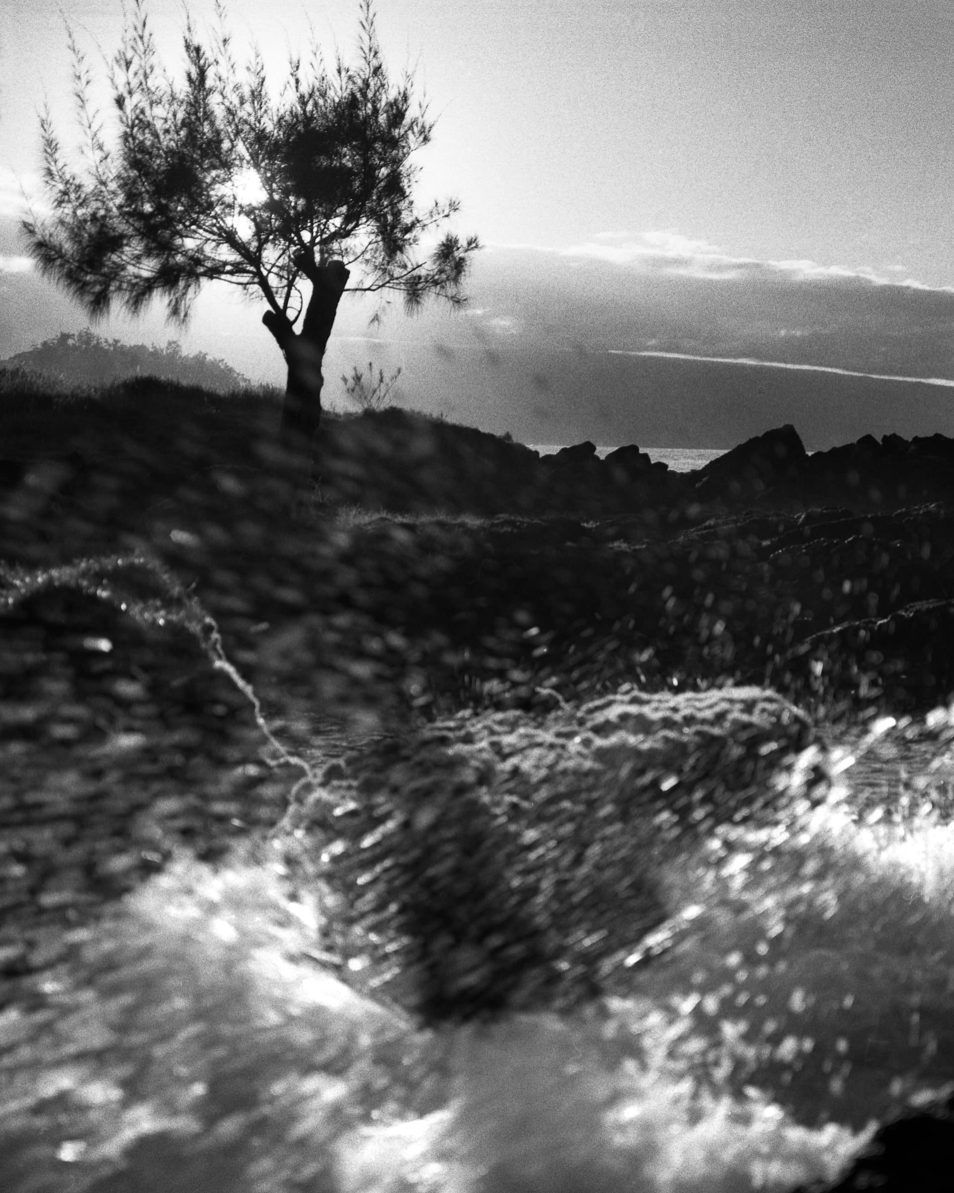Black and white photograph of ocean spray below a lone tree