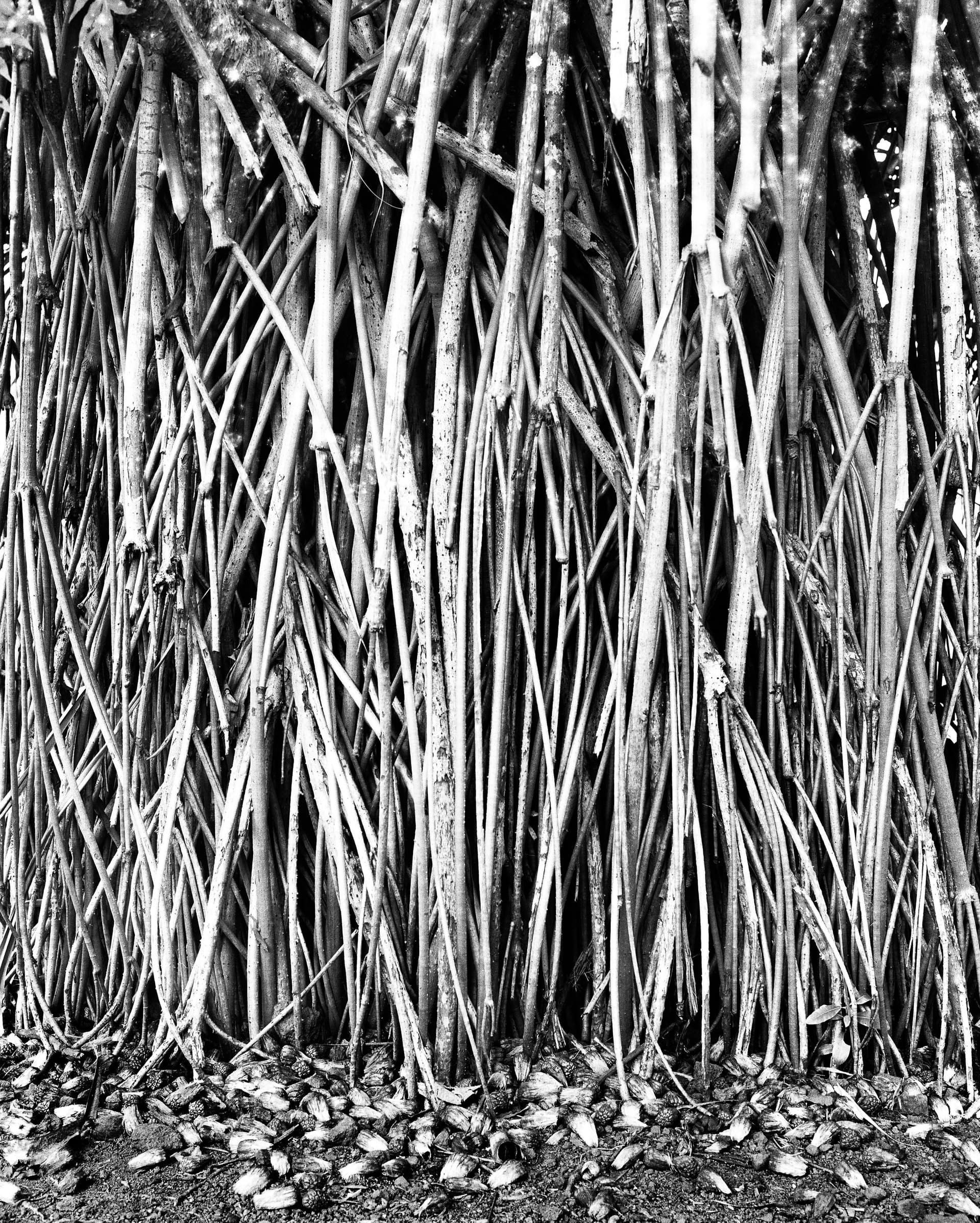 Black and white photograph of pandanus aerial roots