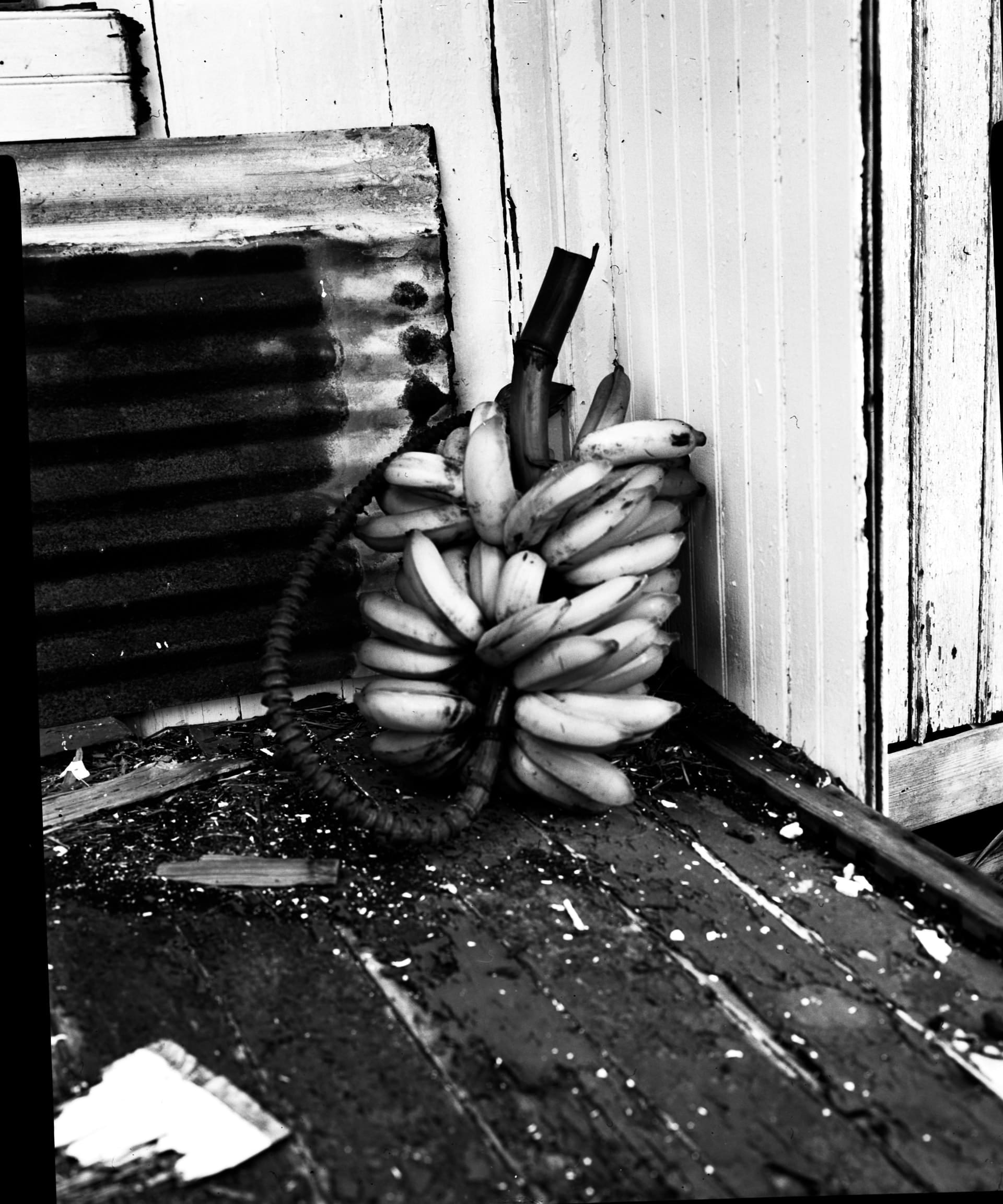 Black and white photograph of a rack of bananas