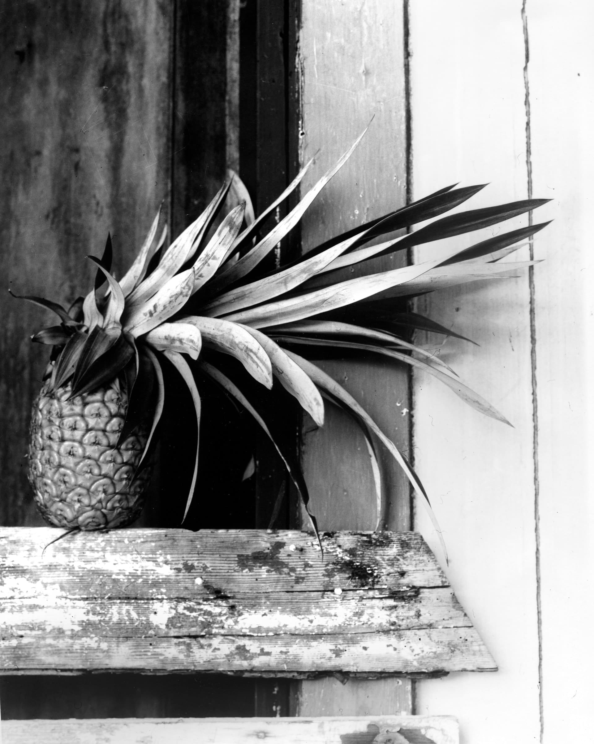 Black and white photograph of a white pineapple on a weathered wooden ledge