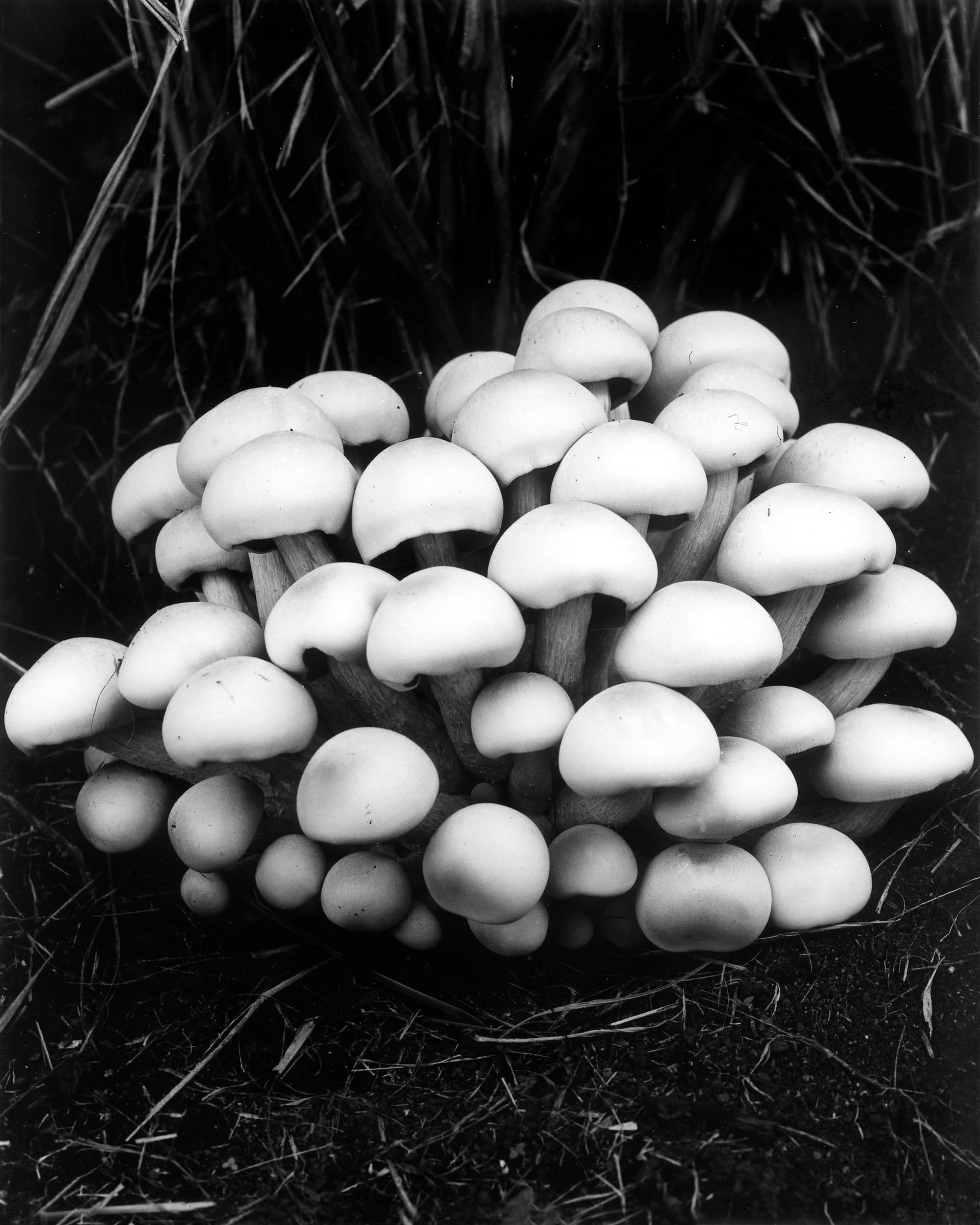 Black and white photograph of a cluster of wild mushrooms
